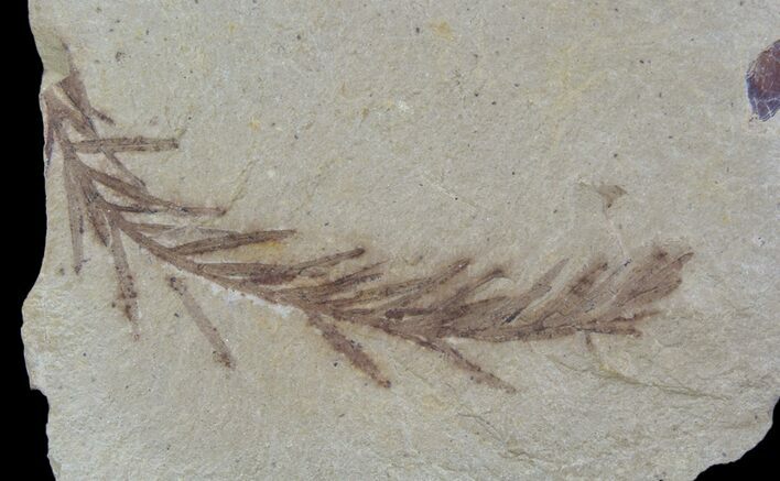 Metasequoia (Dawn Redwood) Fossil - Montana #85739